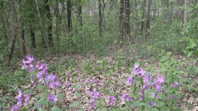 Вечерница ( Гесперис , Ночная фиалка ) . смотреть онлайн