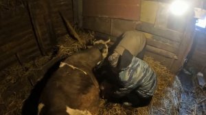 Принимаю роды у коровы. Отёл Марты.