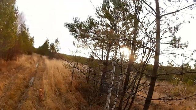 Урок 9. Затравка лайки по тетереву смотреть онлайн