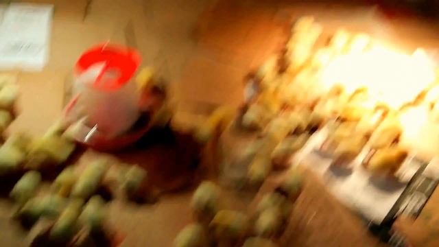Бройлеры  чешские 