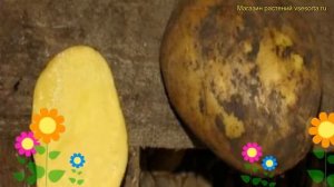 Картофель семенной. Краткий обзор, описание характеристик, где купить картофель Ариэль