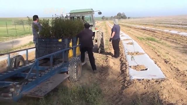 СУПЕР Технология выращивание ГРАНАТА смотреть онлайн