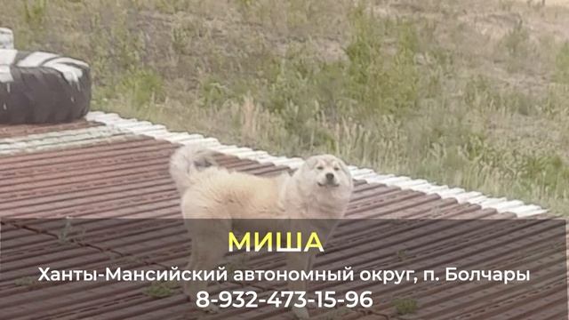 Пропала собака ! МИША , Ханты- Мансийский автономный округ , п. Болчары смотреть онлайн
