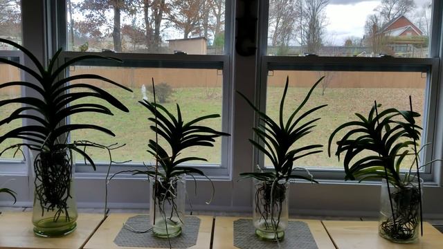 New Thanksgiving Phalenopsis, my latest Vanda experiment, spikes, & blooms! смотреть онлайн