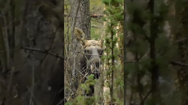 Лось с сброшенными рогами смотреть онлайн
