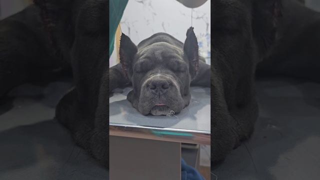 Купирование ушей кане корсо, поддержите эту красотку, подпишитесь на неё.#канекорсоитальяно смотреть онлайн