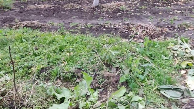 Обзор осеннего огорода на проекте Суворова. Урожай моркови и свеклы хороший, но ...  13102023.