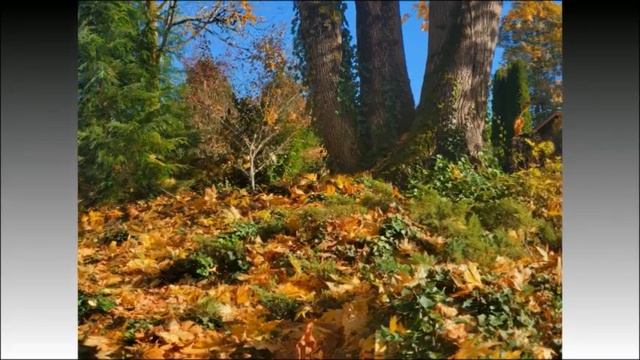Душа, словно осень, она не сдаётся - стихотворение смотреть онлайн