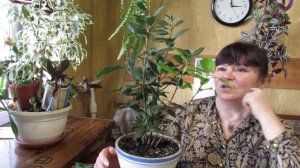 ЛАВР на подоконнике.  Практические советы по уходу и размножению.