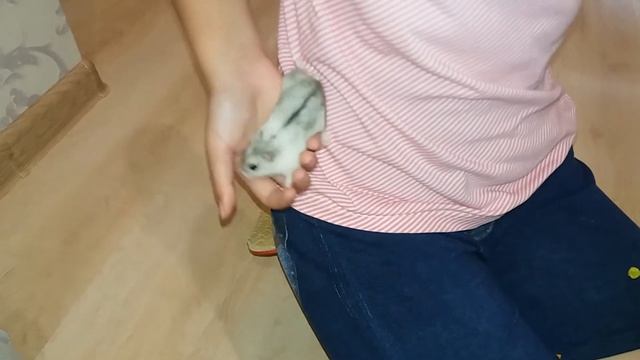 Как определить пол джунгарского хомяка. смотреть онлайн