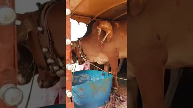 3 आँख 3 सींग वाले नंदी जी | 2 जुबान वाली गौ माता | Cow Video | Kids Video | смотреть онлайн