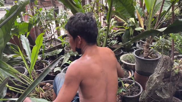 How to Repot RENAISSANCE ANTHURIUM смотреть онлайн