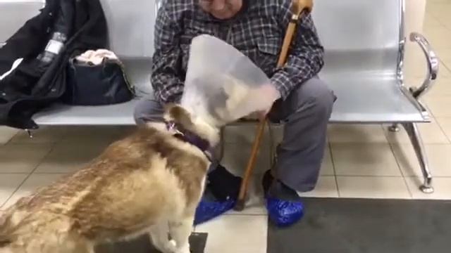 Жизнь шоколадной хаски Сюси смотреть онлайн