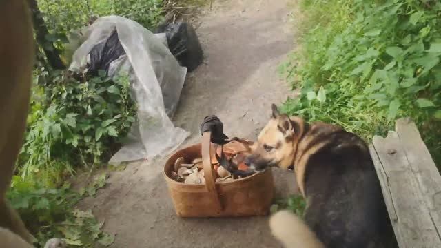 Собаки помощники собрали и принесли грибы смотреть онлайн