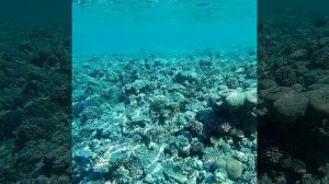 Pickalbatros Aqua Blu Sharm El Sheikh. Обзор отеля. Часть 2. Пляж, риф, анимация.