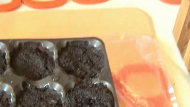 Тестируем микропарник из Фикс прайса Сеем перец на рассаду. смотреть онлайн