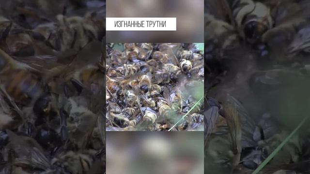 Как заканчивают выжившие после брачного периода трутни пчел смотреть онлайн