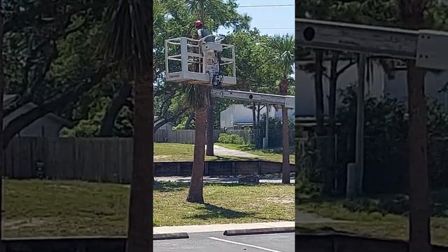 Обрезка Пальм смотреть онлайн