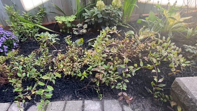 Side Garden Full Tour and Updates - September смотреть онлайн