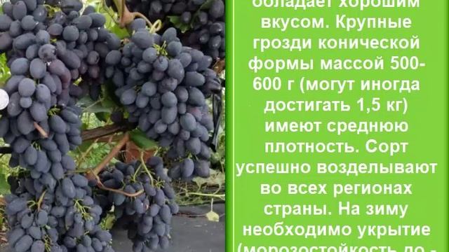 Сорта винограда 2 часть смотреть онлайн