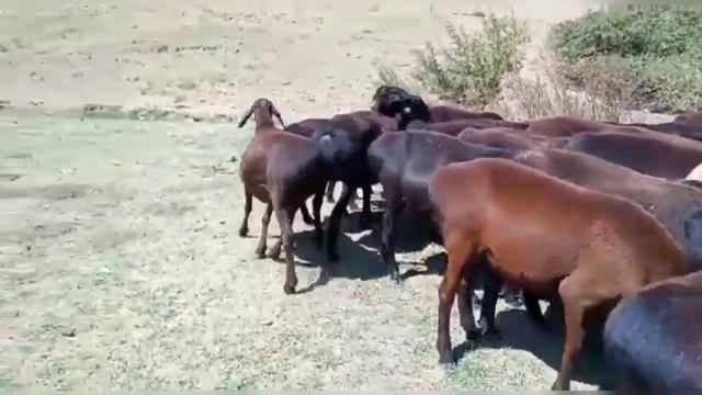 Гиссарский овцематки К/Х Нурзода / Гиссарский овцы смотреть онлайн