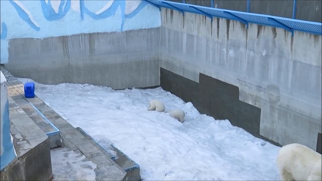 На даче. Медвежата ещё боятся игрушек и не отходят от мамы 07.04.2023 смотреть онлайн