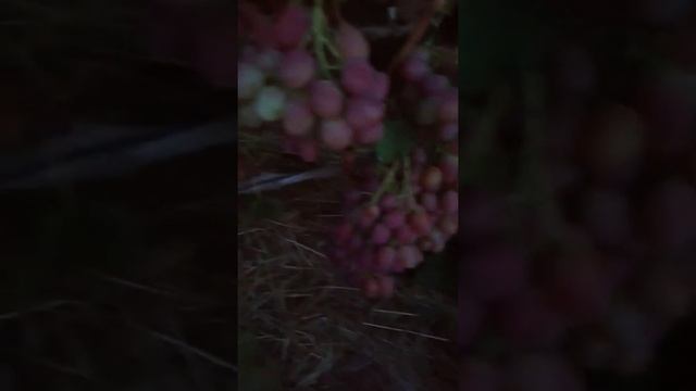 Виноград Анюта смотреть онлайн