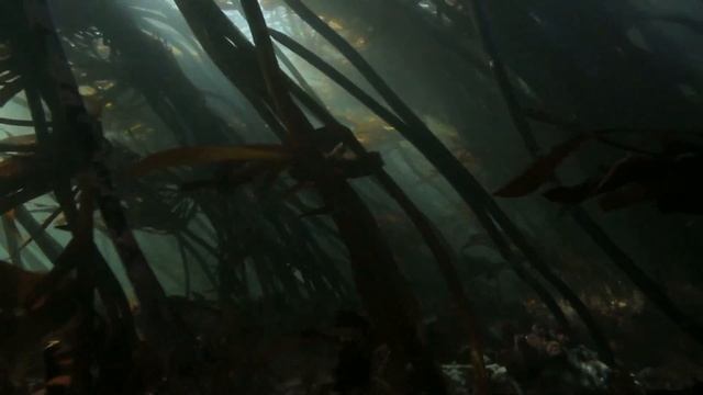 Marine Permaculture Teaser produced by Friedrich Moser of Blue+ смотреть онлайн