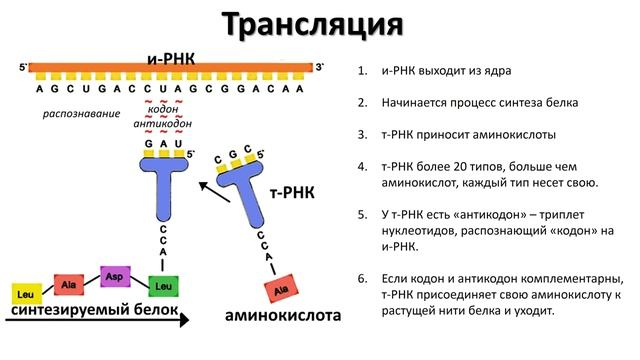 РНК и синтез белка смотреть онлайн