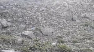 Чабаны Дагестана, Тляратинский район