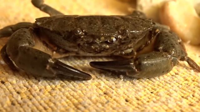 Фиолетовый краб Чёрного моря смотреть онлайн