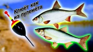 Рыбалка на поплавочку! Рыба сошла с ума, клюёт как из пулемёта! Попали на ЖОР!