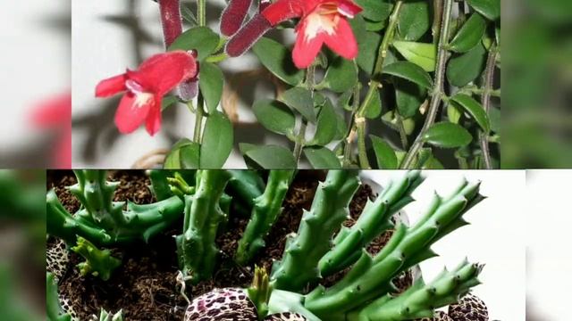 Необычные домашние растения! Фото и название смотреть онлайн
