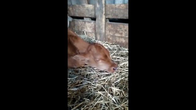 ВЫЛЕЧИЛ БЕЛЫЙ ПОНОС У ТЕЛЕНКА #телята #понос смотреть онлайн