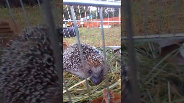 Нашел ёжика на даче. смотреть онлайн