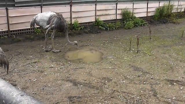 Вот таких страусов выращивают в Приморье! Страусиная ферма! Фокино! Черный южно африканский страус! смотреть онлайн
