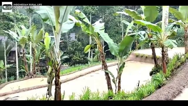CICADAS VILLAGE - CISOLOK | SUKABUMI - WEST JAVA | INDONESIA RURAL LIFE #4| DAN BASTIAN смотреть онлайн
