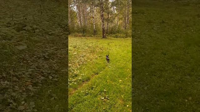 такса на прогулке смотреть онлайн