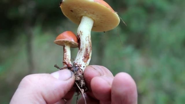 Молоко на трубочках зернистого маслёнка Suillus granulatus смотреть онлайн