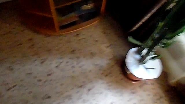 Новый телевизор это плазма. смотреть онлайн