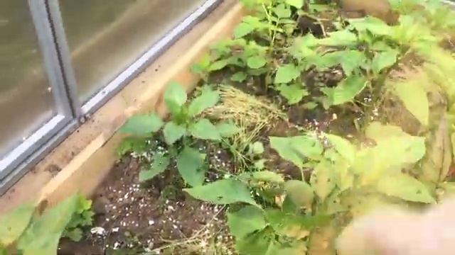 СЛИЗНИ СЪЕЛИ ПЕРЕЦ И КАПУСТУ/ВРЕДИТЕЛИ НА ОГОРОДЕ/ЗАЩИТА ТАБАЧНОЙ ПЫЛЬЮ/ЗАЩИТА ЯИЧНОЙ СКОРЛУПОЙ смотреть онлайн