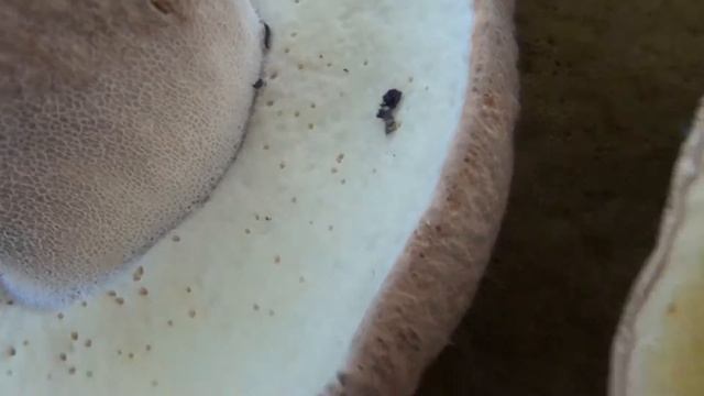 Белый гриб на 3 килограмма / определяем возраст белого гриба YouTube 1080p смотреть онлайн