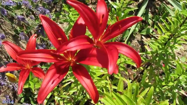 Mehrjährige Blumen im Garten (Lilien) смотреть онлайн