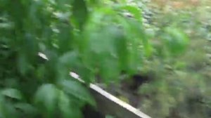 Подвой персика