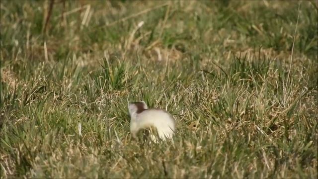 Stoat (Mustela erminea) смотреть онлайн