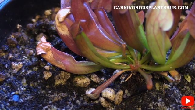 Sarracenia Purpurea Or Swaniania Or Both? 90 Day Update: Lowes Sarracenia Death Cube Rescue