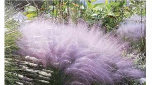 Мюленбергия волосовидная Выращивание из семян Посадка и уход в открытом грунте Фото сортов