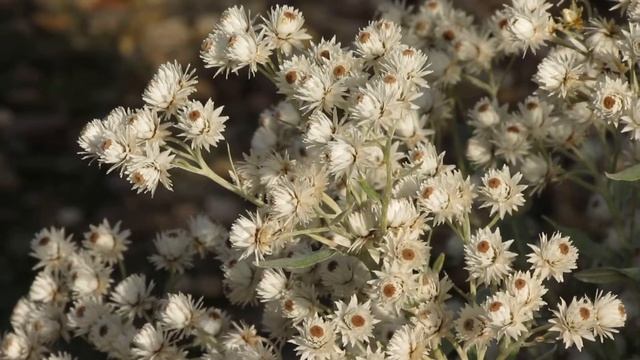 Anaphalis triplinervis смотреть онлайн