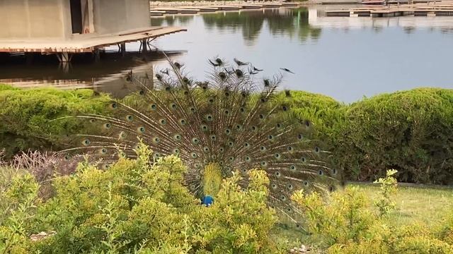 Танец павлина / Peacock Dance