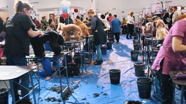 2й чемпионат России по Грумингу! Как это было, эмоции участников смотреть онлайн
